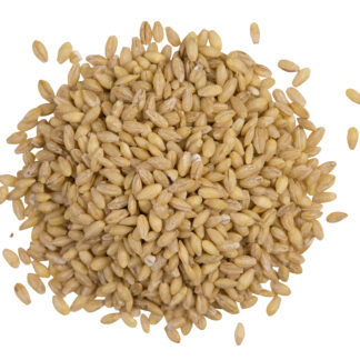 Organic Hulled Barley